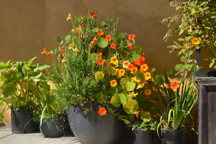 the flowers of the Wheeler Hotel